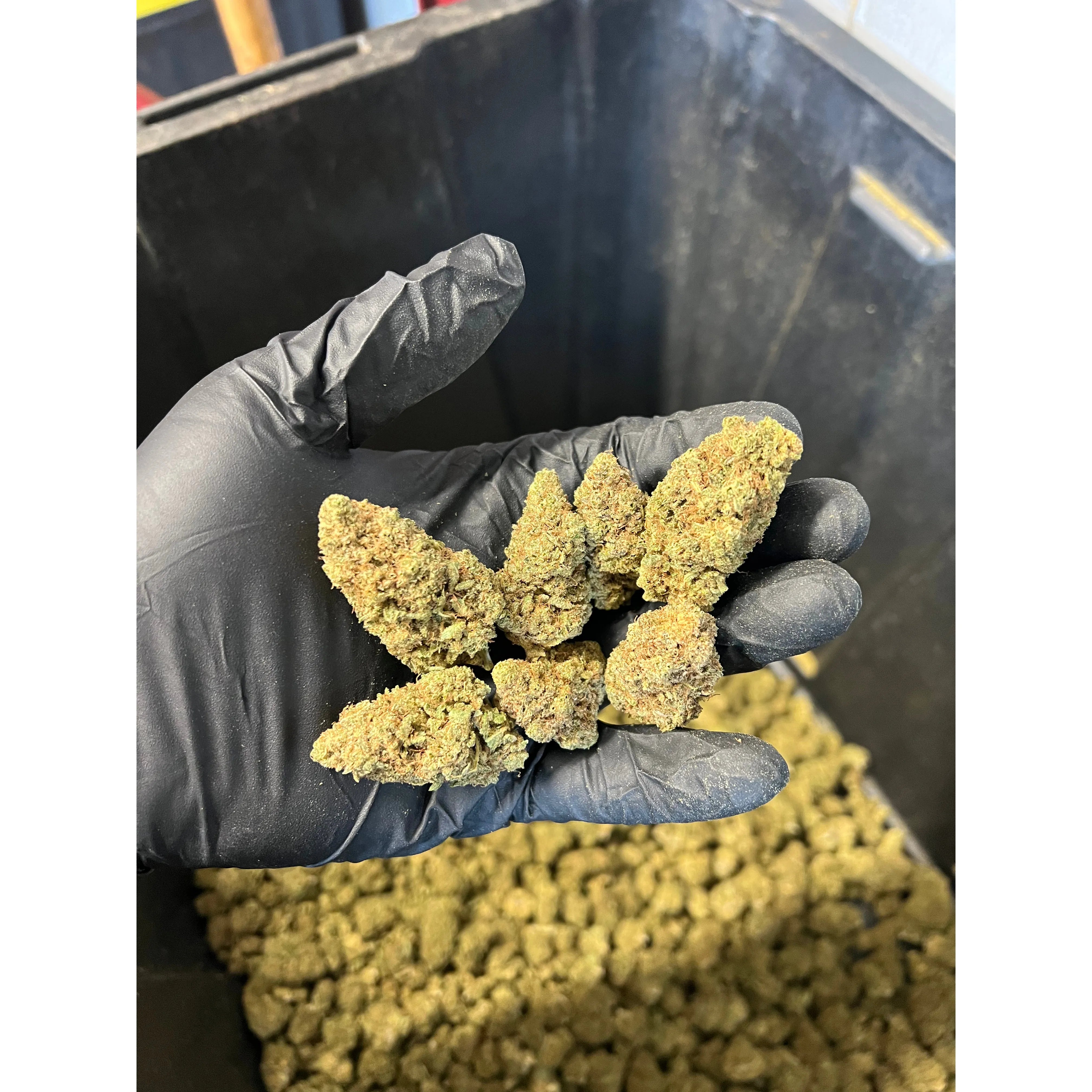 Indoor Agent Orange Hemp Flower